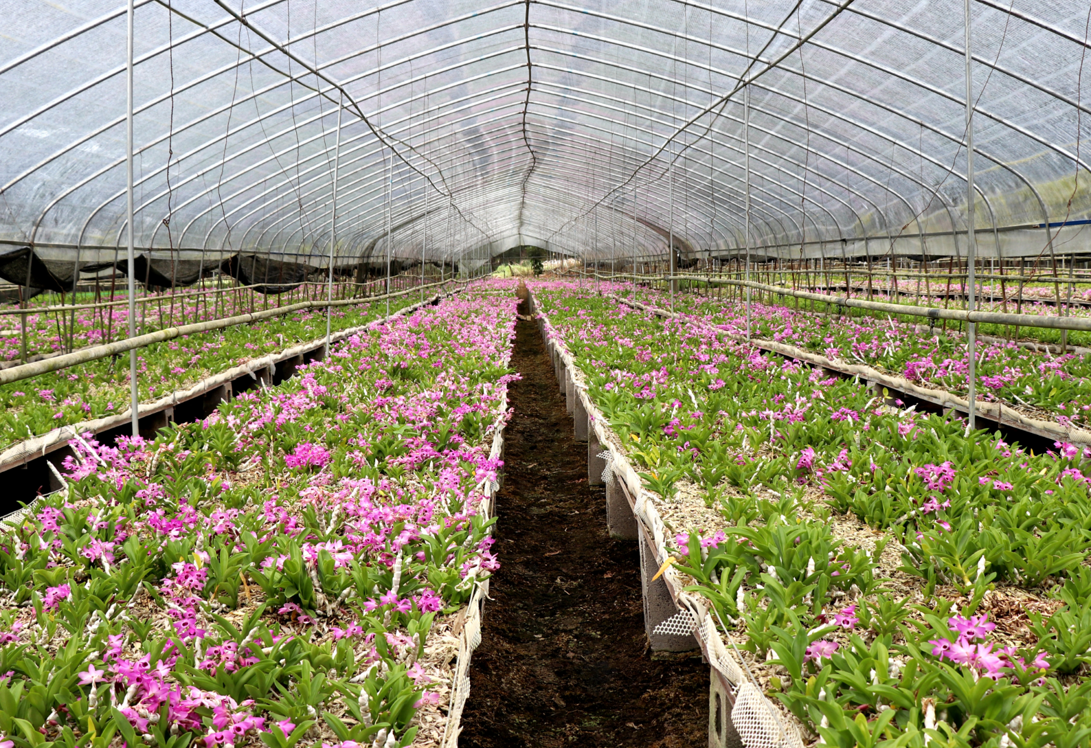 通绘就龙陵“三色”新画卷PG电子麻将胡了绿美交(图2) 通绘就龙陵“三色”新画卷PG电子麻将胡了绿美交(图2)